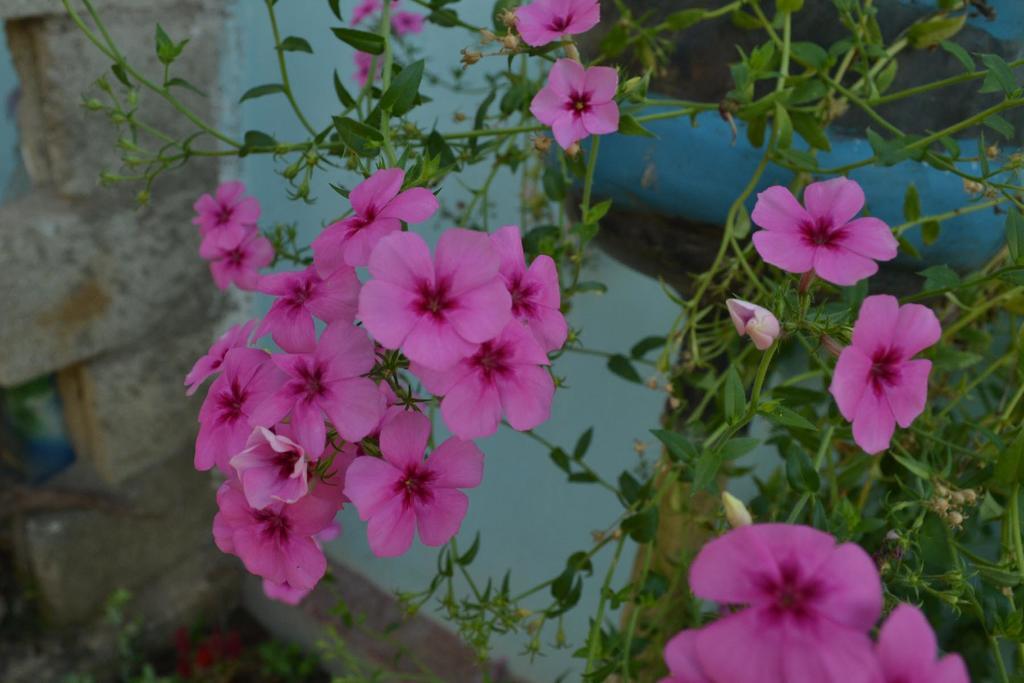 Ella Fresh Point Homestay Exterior foto